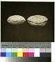Andrias japonicus