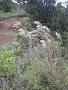 Andropogon bicornis L.
