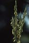 Andropogon hallii Hack.
