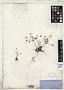 Androsace patens C. Wright ex A. Gray