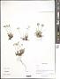 Androsace sp.
