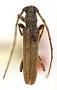 Aneflomorpha gilana