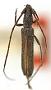 Aneflomorpha rectilinea