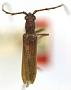 Aneflomorpha testacea