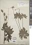 Anemone dichotoma L.