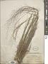 Angiosperms