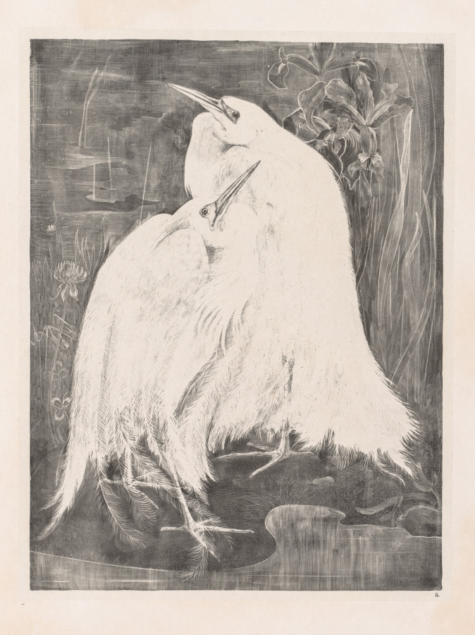 Animal Studies: Two Silver Herons