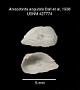 Anisodonta angulata