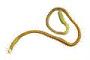 Annelida