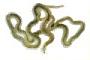 Annelida