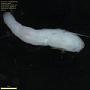 Annelida