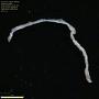 Annelida