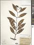 Anodendron affine (Hook. & Arn.) Druce