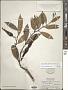 Anodendron affine (Hook. & Arn.) Druce