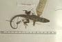 Anolis aeneus