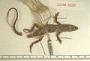 Anolis aeneus