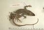 Anolis asper