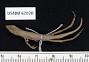 Anolis cyanopleurus