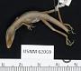 Anolis cyanopleurus