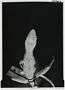 Anolis etheridgei