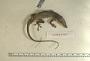 Anolis fairchildi