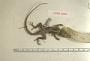 Anolis gingivinus