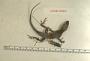 Anolis lividus