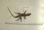Anolis luciae