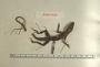 Anolis luciae