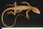 Anolis microtus