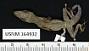 Anolis opalinus