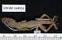 Anolis opalinus