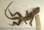 Anolis richardii