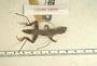 Anolis rodriguezii