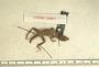 Anolis rodriguezii