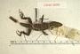 Anolis sabanus
