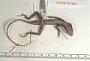 Anolis scriptus mariguanae