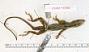 Anolis taylori
