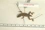 Anolis uniformis