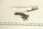 Anolis uniformis