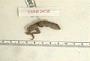 Anolis uniformis