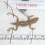 Anolis uniformis