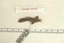 Anolis uniformis