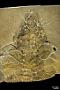 Anomalocaris nathorsti (Walcott)