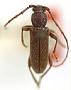 Anoplium pinorum