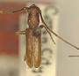 Anoplocurius canotiae