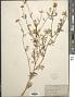 Anthemis cotula L.