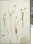 Anthemis cotula L.