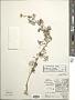 Anthemis cotula L.
