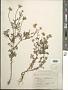 Anthemis cotula L.